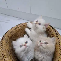 بچه گربه