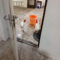 دوعددخروس