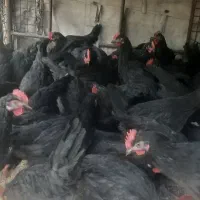 مرغ وخروس جهادی لری ۴ماهه