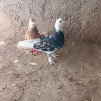 شازده هفت و شازده زرد