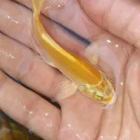 انواع ماهی کوی
