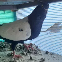 فروش یک طوق سینه دم سیاه