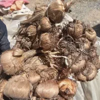 پیاز زعفران
