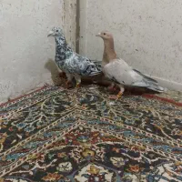 پرنده