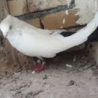 کبوتران یه بوم عالی