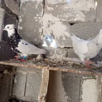کبوتر طوقی