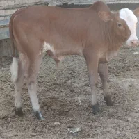 شیر دوعدد گاو گوساله گوسفند بز بره