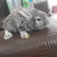 بچه خرگوش لوپ نژاد دار