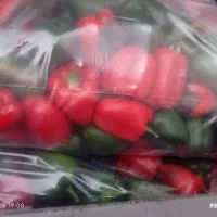 فلفل دلمه