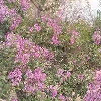 باغ یا زمین تجاری بر کمربندی