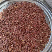 سلام دانه هندوانه برای دیم یا بذری