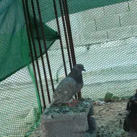 کفتر سرور الماسی