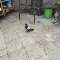 سینه نر،‌سفید نر، زرد جوجهظ