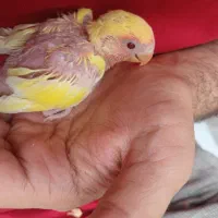جوجه کوتوله برزیلی زرد هلویی
