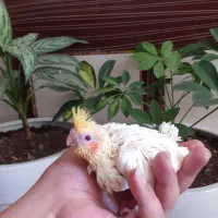 جوجه عروس هلندی