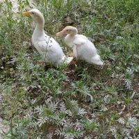 اردک خانگی