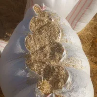 کاه دیم درجه یک تحولی