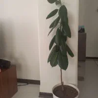 گل و گلدان