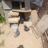 کفتر