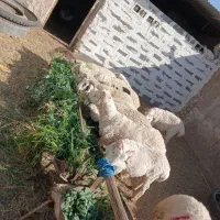 فروش گوسفند بره سرحد