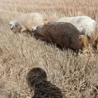 ده بره نر داشتی سبک