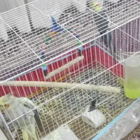 یک جفت عروس هلندی سالم