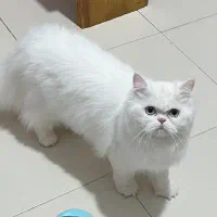 پرشین ماده