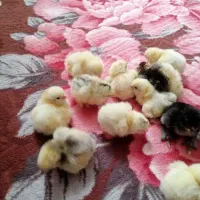 جوجه برهما. وکوشین. گلین