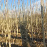 فروش نهال گردو وصنوبر