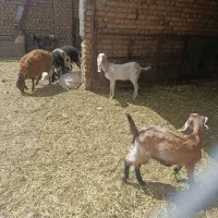 ۷عددکولارخوشگل شیراخوب