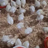 بوقلمون بیوتی یک هفته و دو هفته