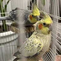 عروس هلندی جفت