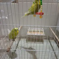 جفت مرغ عشق نژاد دار