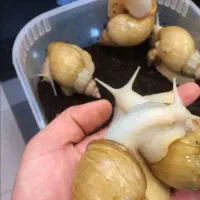 حلزون و روغن حلزون و حلزون تراپی