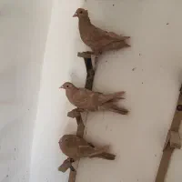 کبوتر زرد