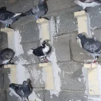 کفتر|حیوانات|مشهد, بهمن|دیوار