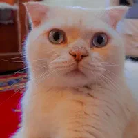 اسکاتیش نر فولدجهت جفتگیری