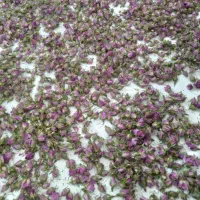 غنچه گل محمدی