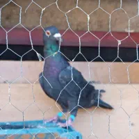 کفتر کبوتر زاغ نر جوون مفت مفت