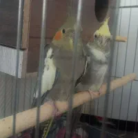 عروس هلندی
