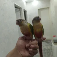جفت گرینچیک