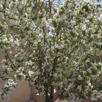 فروش-باغ