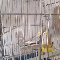 عروس هلندی مولد همراه با جوجه