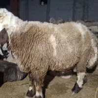 بره نر چاق