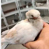 جوجه قنار،لوتین/مخا//هو