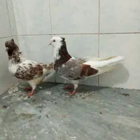 کبوتر پرشی دم سفید