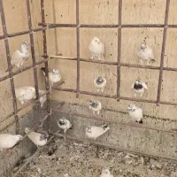 کفتر کبوتر