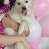 واگزاری پامر اشپیتز تربیت شده