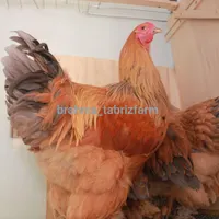 تخم نطفه دار و جوجه برهما غول پیکر اصیل|حیوانات مزرعه|تبریز, |دیوار