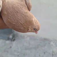 زردی خارجی جفت پرشی